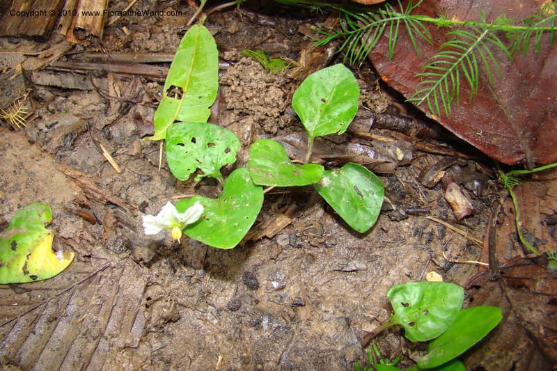 Lycianthes asarifolia, R. Vasquez 34920--Peru. Loreto. Dto. Parinari. Tacshacocha. R. Samiria. 14 Nov 08. 501.jpg