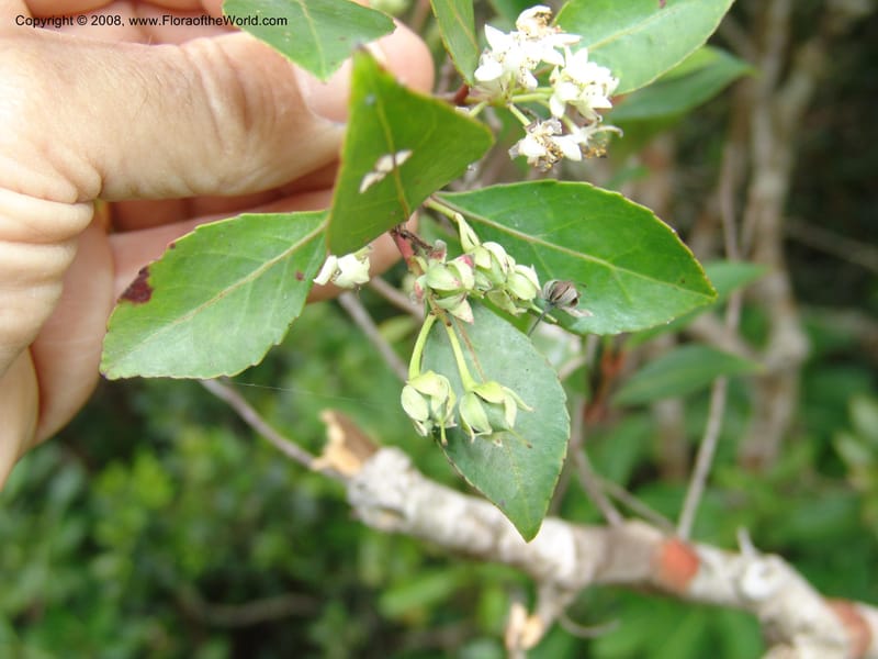 Pseudoscolopia polyantha--So.Africa. E. Cape. Umtamvuna Nat. Res. 11 Mch 05. 102.jpg
