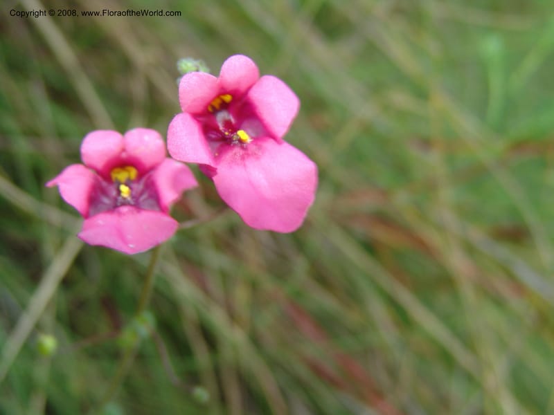 Diascia barberi--So.Africa. E. Cape. R58 S of Barkly East.10 Mch 05. 209.jpg