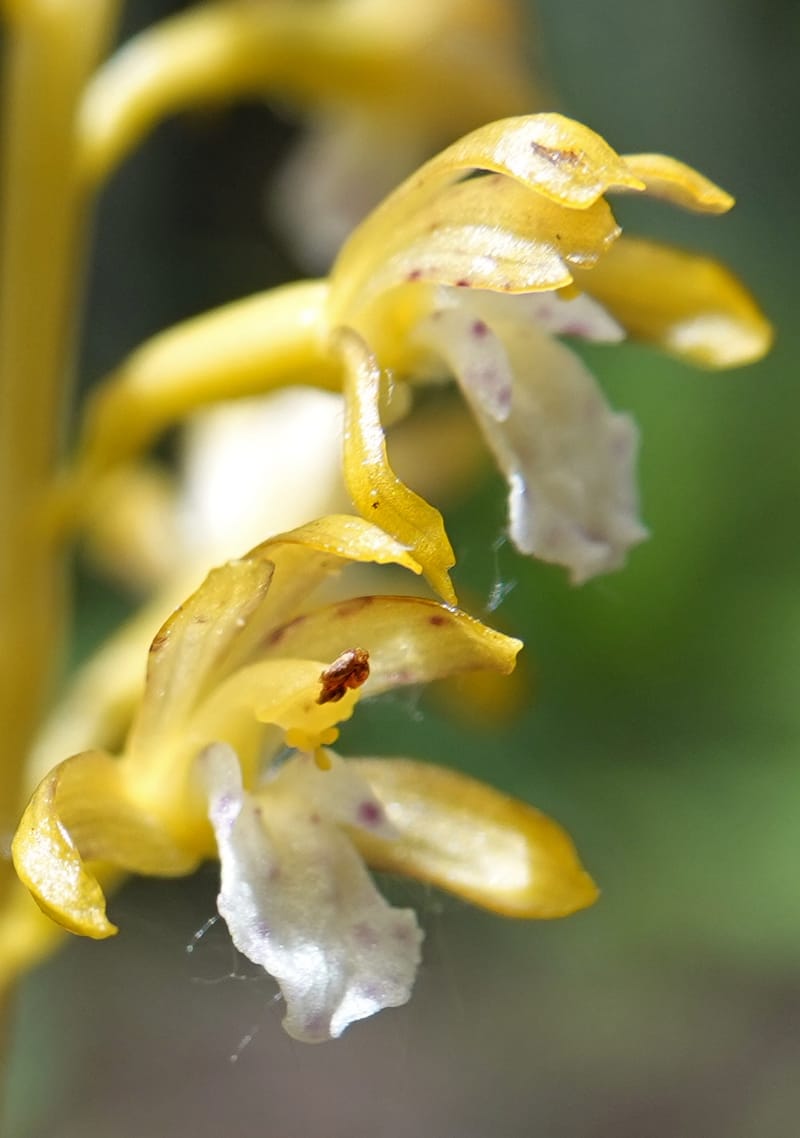 Corallorhiza maculata var. occidentalis, Davidson 13797--ID. Valley Co. Sylvan Beach. 25 Jun 2018. DSC05593 (18).JPG