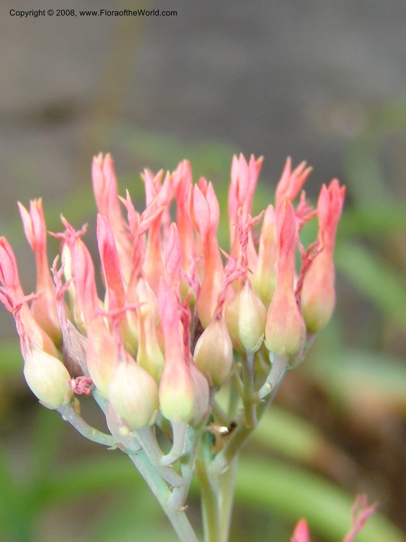 Kalanchoe rotundifolia--So.Africa. E. Cape. Waringham Farm, Quanti Area, Stut. 8 Mch 05. 542.jpg