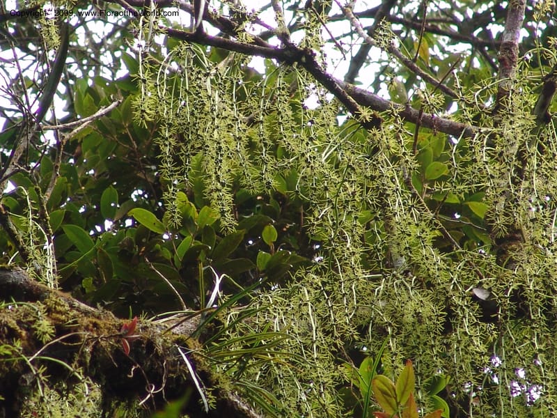 Alchornea, DNeill15916--Ecuador. Prv. Zam. Ch. C del Condor. Wawaime plot. 22 Sep 07. 401.jpg