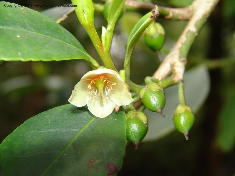 Cleyera theoides--CA. San Francisco Botanical Garden (Strybing Arb.). 30 Mch 06. 326.jpg