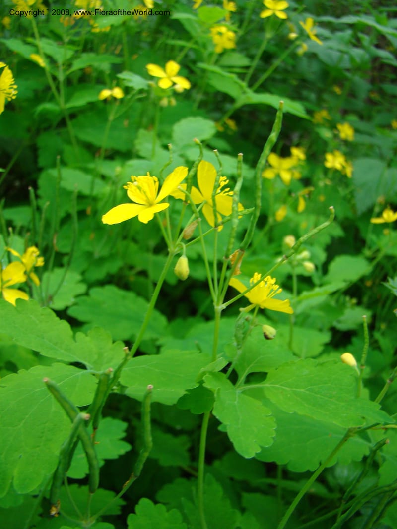 Slovenia. 3 km S of Kozina. 17 May 08. 212.jpg