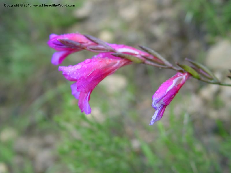 Gladiolus illyricus--Spain. Almeria Prv. Ca 5 km S on AL140. 15 Apr 04. 010 (7).jpg
