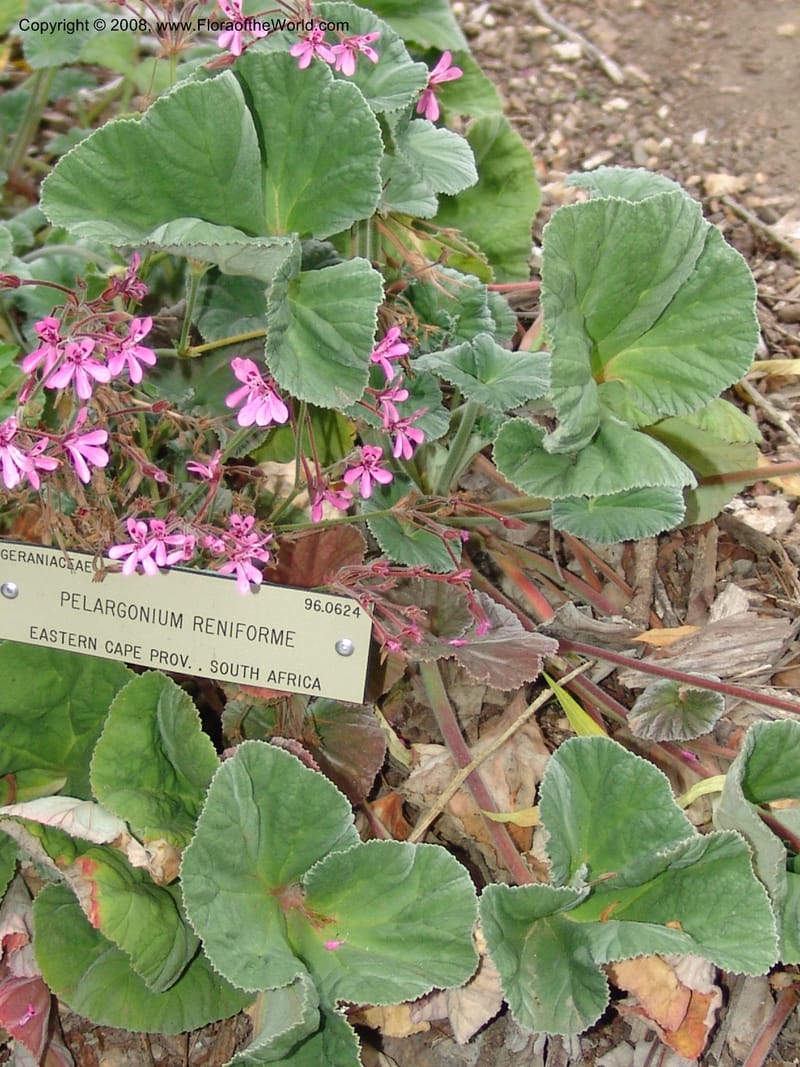 Pelargonium reniforme, 96.0624--CA. UC Berkeley Bot. Garden. 8 Dec 06. 044.jpg