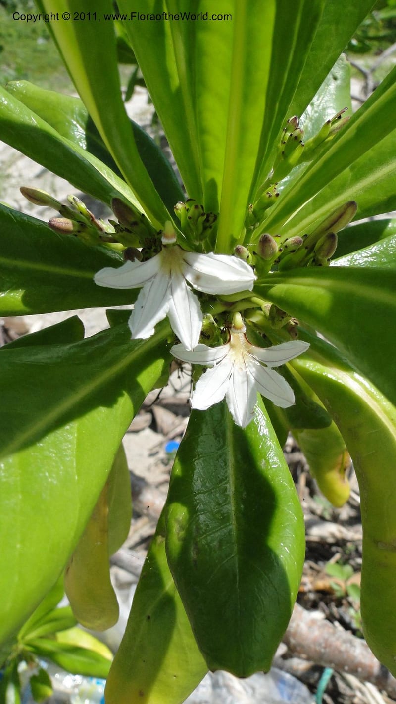 Scaevola taccada, R. Gereau 7169--Tanzania. Beach near Bagamoyo Country Club. 8 May 2010. 209 (39).jpg