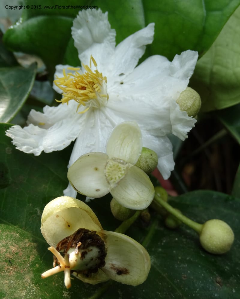 Oncoba, Davidson, C 12336B--Cameroon. Mokoko For. Res. 20 Mar 2014. DSC02622 (13).JPG