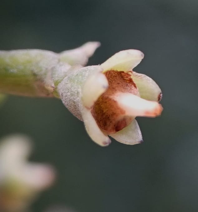 Mastixia pentandra, D. Boufford 44162--China. Yunnan. Bu Long Shan. 6 May 2018. DSC02824 (44).JPG