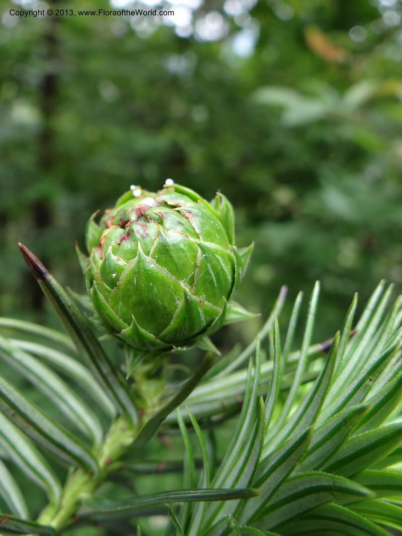 Cunninghamia lanceolata, Davidson, C 11976--China. Zhejiang Prov. Tian Mu Shan. 1 Jun 2012. DSC01264 (151).JPG
