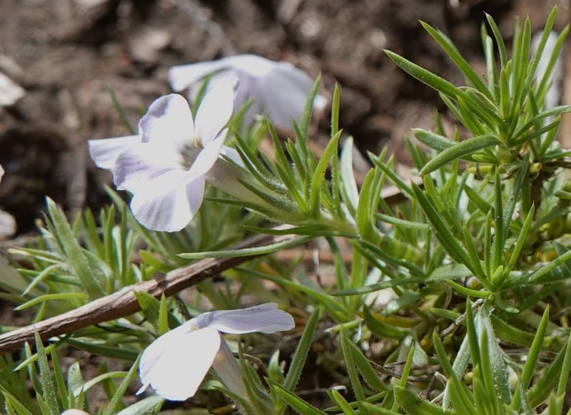 Phlox caespitosa, C. Davidson 13842--ID. Shoshone Co. Freezeout Rd. FR 301. 10 Jul 2018. DSC06582 (246).JPG