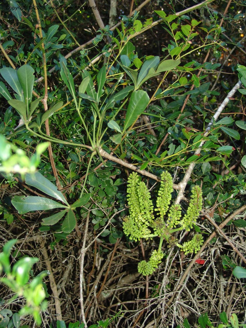 Cussonia thyrsiflora--So.Africa. E. Cape. Maitland Nat.Res. 5 Mch 05. 113.jpg