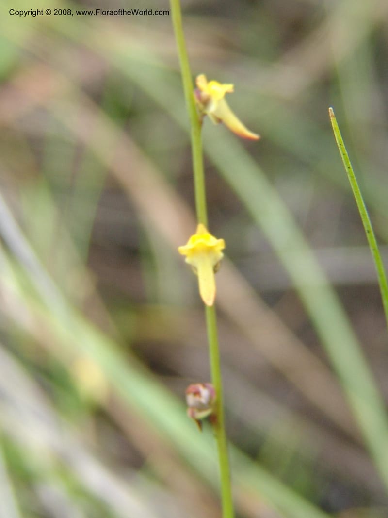 Utricularia--So.Africa. E. Cape. Umtamvuna Nat. Res. 11 Mch 05. 073.jpg