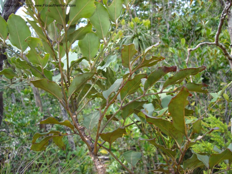 Polyscias, Lowry, P 6897--New Caledonia, Prov du Nord, Plateau de Poro, 16 ov 2007, (58).jpg