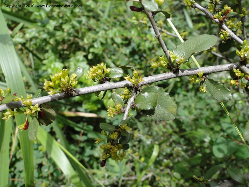 Rhamnus crocea, C. Davidson 11726--California. Santa Barbara Co. 4 April 2010 155 (10).jpg