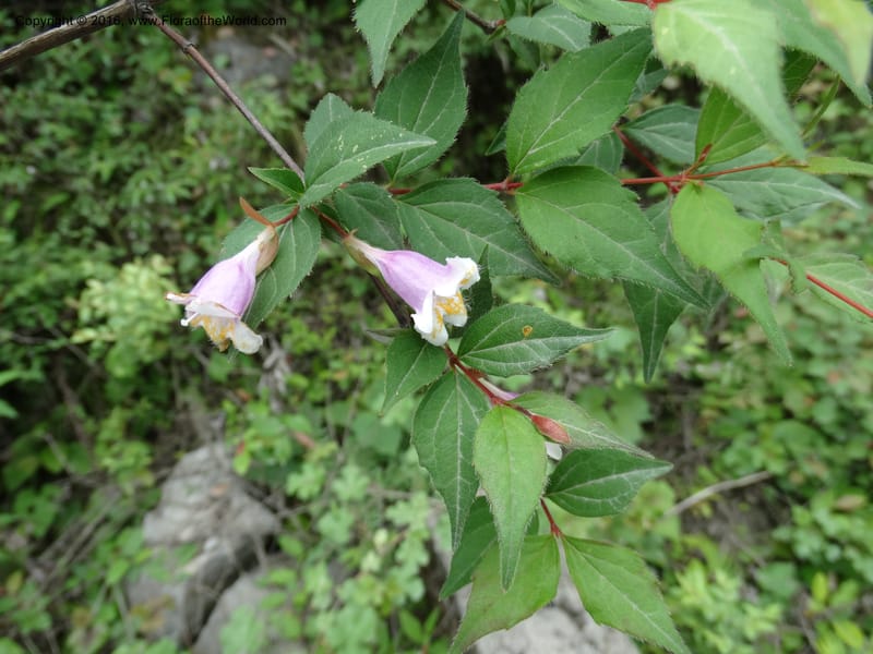 Abelia macrotera, Boufford, D 43692--China. Sichuan. LongDongZhen on Rd. to LeiYuan Shan. 13 May 2014. DSC05860 (186).JPG