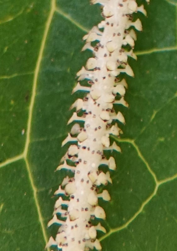 Piper bonii, D. Boufford 44107--China. Yunnan. Lao jun Shan. 30 Apr 2018. DSC00424 (398).JPG