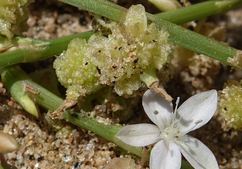 Oxygonum alatum, L. Nanyeni 1143--Namibia. B1 to Rehoboth, Frankie Fredricks St. 15 Mar 2018. DSC00565 (122).JPG