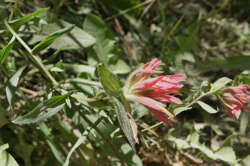 Castilleja miniata, C. Davidson 13730--ID. Boise Co. Robie Creek Rd. 21 July 2017. DSC03548 (58).JPG