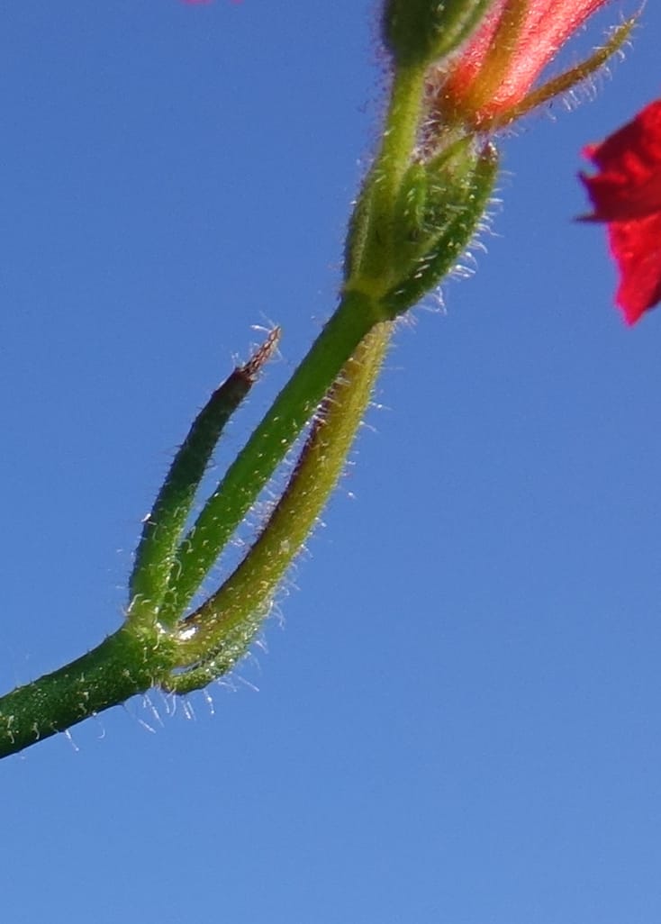 Leschenaultia hirsuta, Davidson, C 13418--Australia. W.A. Tootbardie Rd.-Coorow Rd. 23 Oct 2016. DSC04758 (31).JPG
