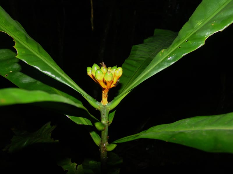 Potalia, Farfan 682--Peru. Edo. Madre de Dios. ACEER Res. Ctr. 17 Oct 05. 037.jpg