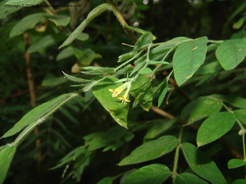 Englerodaphne pilosa--So.Africa. Mpumal. Buffelskloof Private Nat. Res. 17 Mch 05. 281.jpg