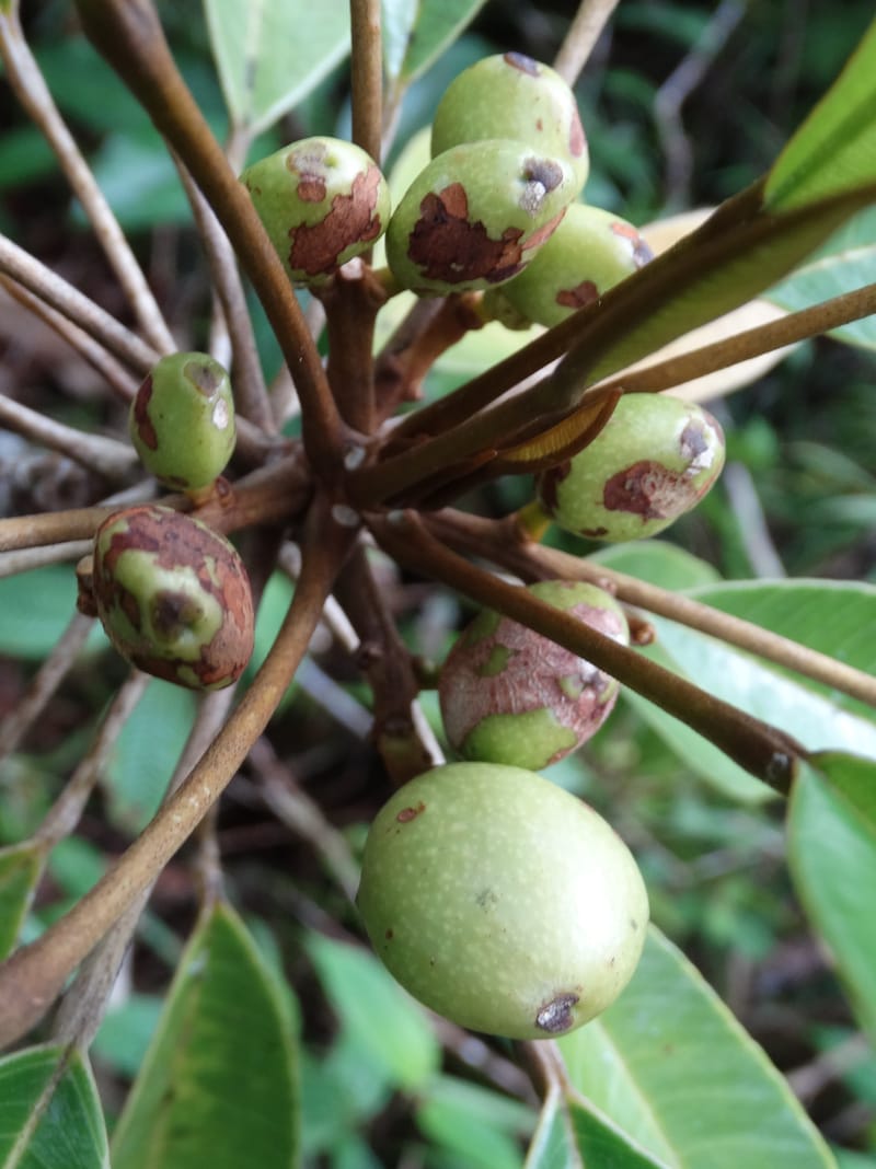 Amaroria soulameoides, Plunkett, G 3187--Fiji. Waisali Rainf. Reserve. 4 Nov 2015. DSC08848 (266).JPG
