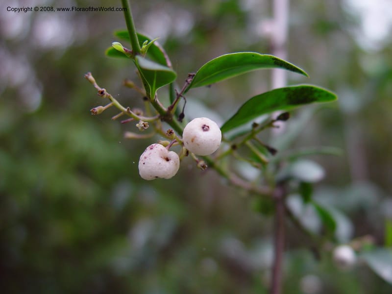 Chiococca alba--FL. Monroe Co. Big Cypress Nat. Pres. Monroe Station rd. 13 Jan 03. 024.jpg