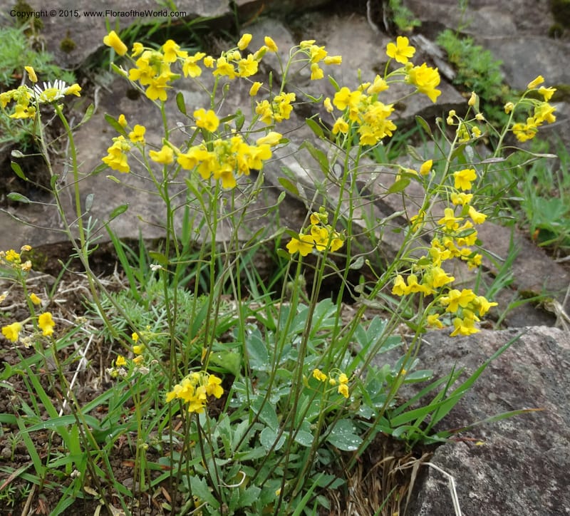 Draba hispida, Davidson, C 12492--Georgia (Caucasus). Koslitavi, branch of Merisi Gorge. 11 Jun 2014. DSC08456 (141).JPG