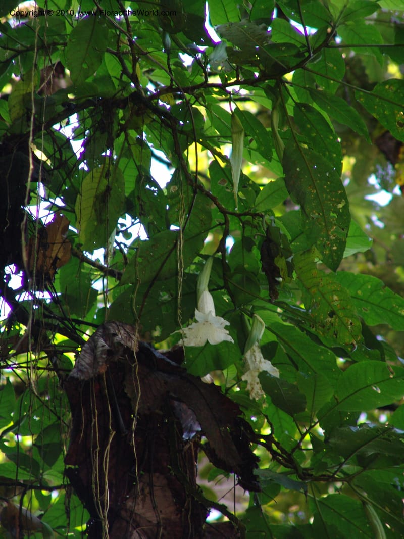 Brugmansia--Ecuador. Edo. Pichincha. Bosque Nublado Sta. Lucia. 14 Mar 06. 103.jpg