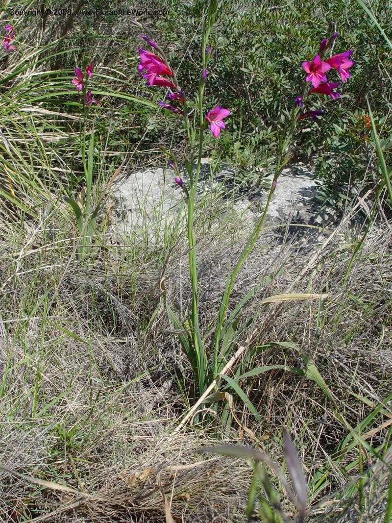 Gladiolus illyricus--Spain. Prov. Barcelona. Parc del Garraf. 20 Apr 04. 081.jpg