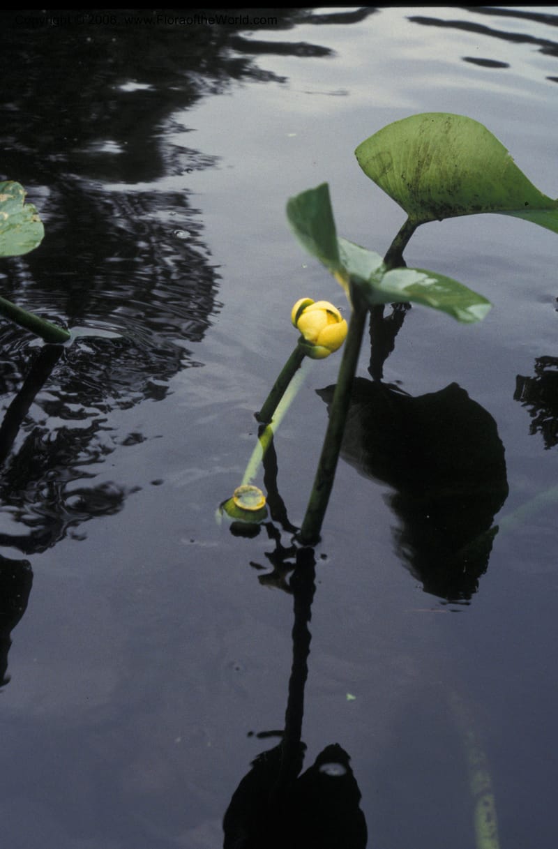 Nuphar advena--FL. Orange Co. Wekiwa River. 30 Jun 93. 002.jpg