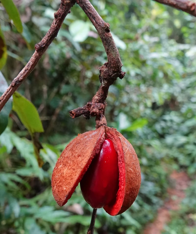 Staudtia gabonensis, C. Davidson 13939--Gabon. Maurel & Prom Oil Rd. 2 Nov. 2018. DSC01376 (253).JPG