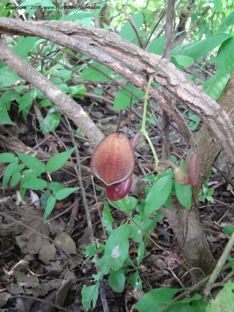 Aristolochia maxima, NMartinezM2422--MX. Chiapas. Jiquipilas. Cerro el Campanario. 14 Sep 08. 064.jpg