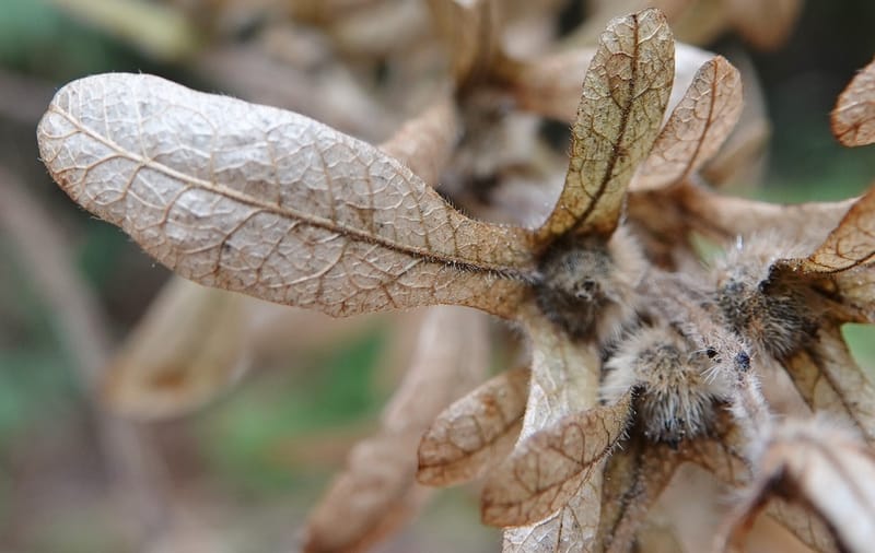 Engelhardia serrata, D. Boufford 44146--China. Yunnan. Along G213. 4 May 2018. DSC02084 (118).JPG