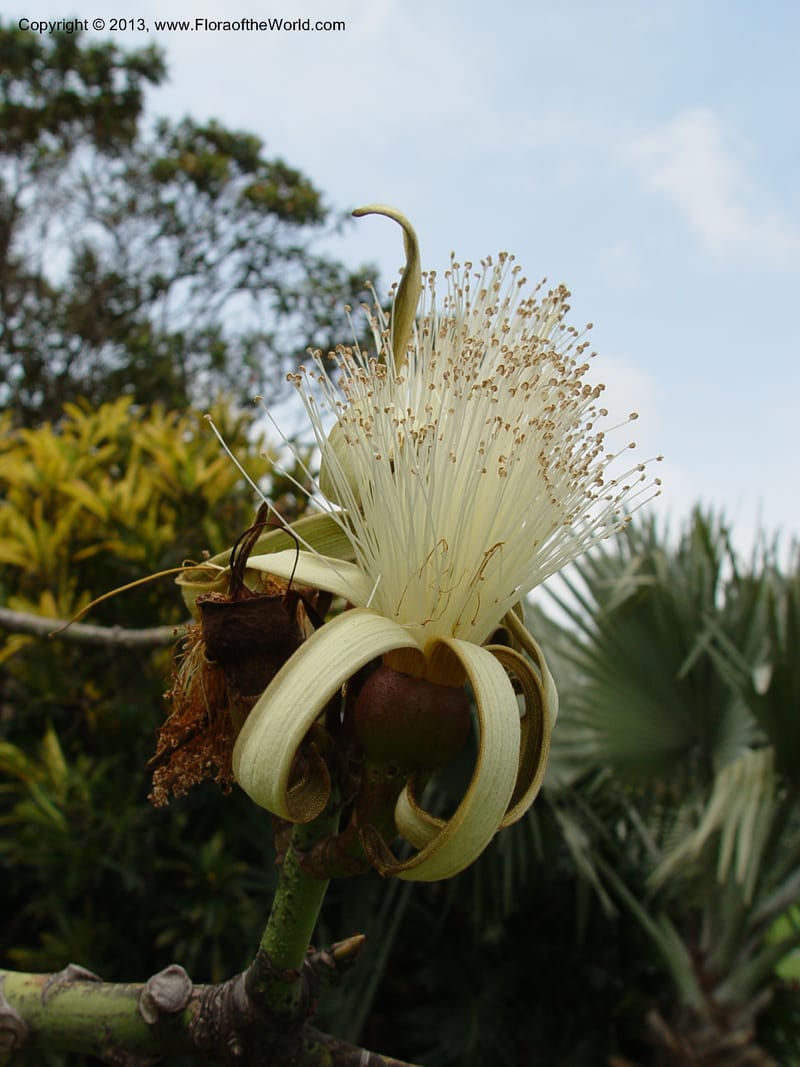 Pseudobombax ellipticum--Durban Botanic Garden. 28 Sept 03. 132 (1).jpg