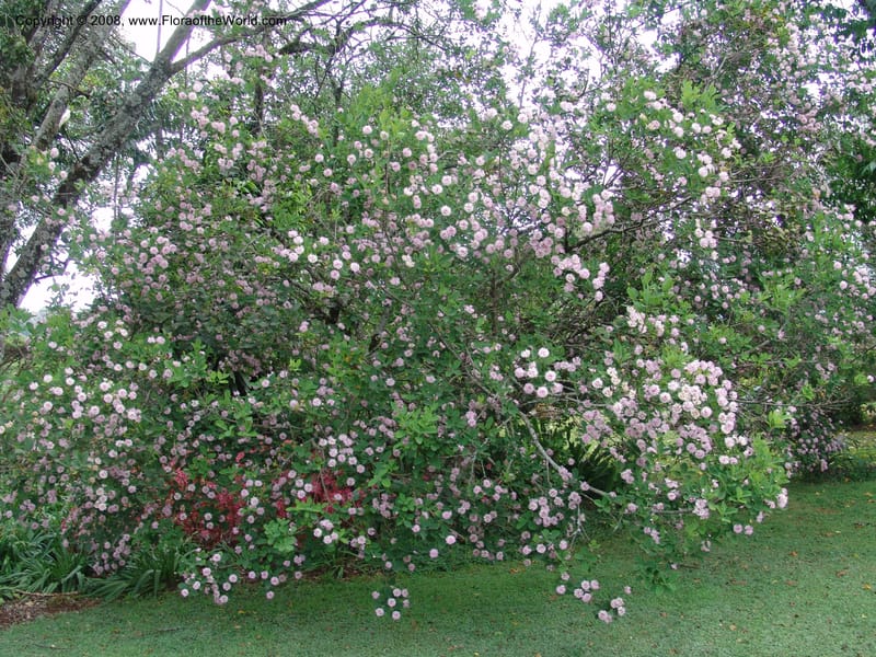 Dais cotinifolia--Kenya. Limuru. Garden of Sally Higgins. 11 Jul 04. 013.jpg