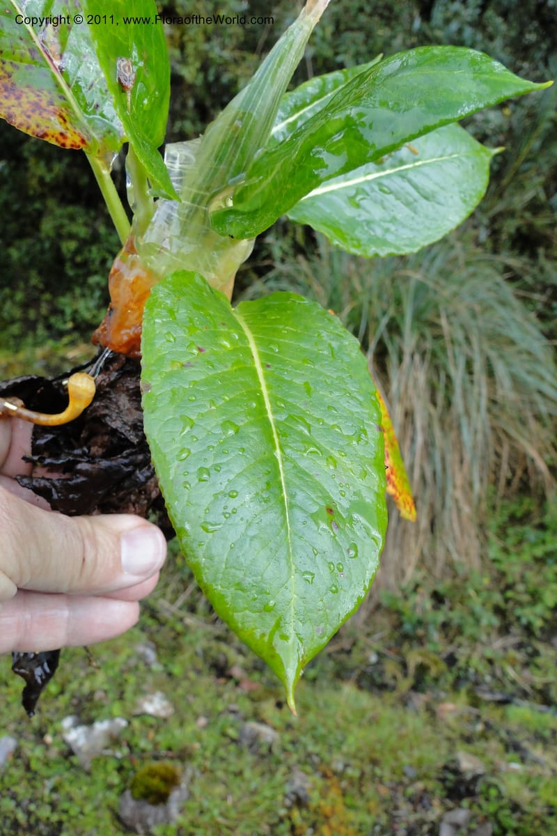 Rumex tolimensis, Ulloa 1994--Ecuador. Napo. Papallacta to Baeza. 1 Jun 2011. 376 (13).jpg