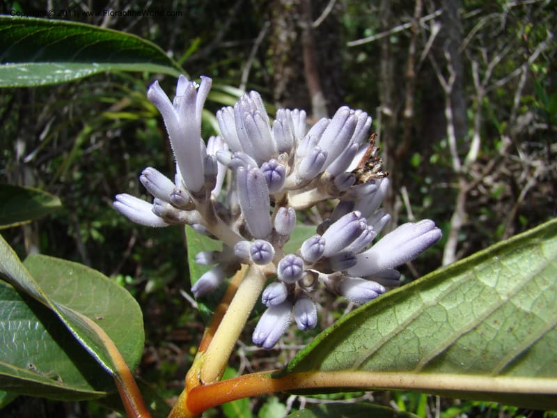 Psychotria, Munzinger, J 4807--New Caledonia, Prov. du Nord, Plateau de Poro, 16 Nov 2007, (55).jpg