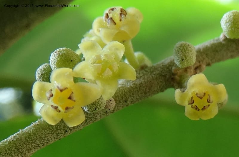 Octoknema, Davidson, C 12386--Cameroon. Bakengili Trail, Mt. Cameroon. 24 Mar 2014. DSC03587 (226).JPG