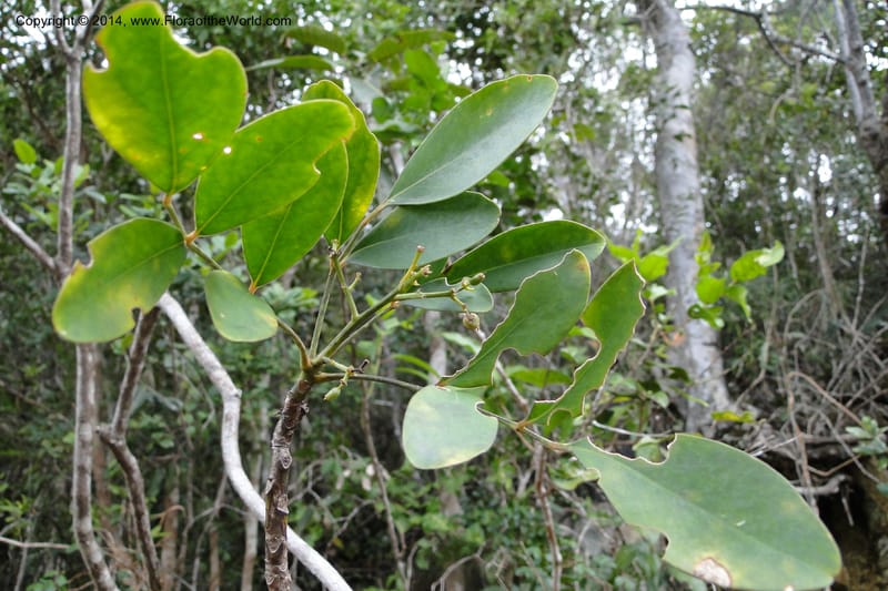 Polyscias dioica, P. Lowry 7280--New Caledonia. Mine St. Louis Boulinda. 18 Feb 2011. 085.jpg