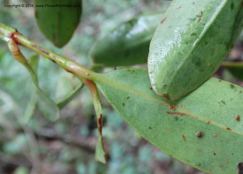 Austrobuxus, Davidson, C 12732--Sabah. Mt. Kinabalu. Bundu Tuhan Trail. 11 Oct 2014. DSC04133 (8).JPG