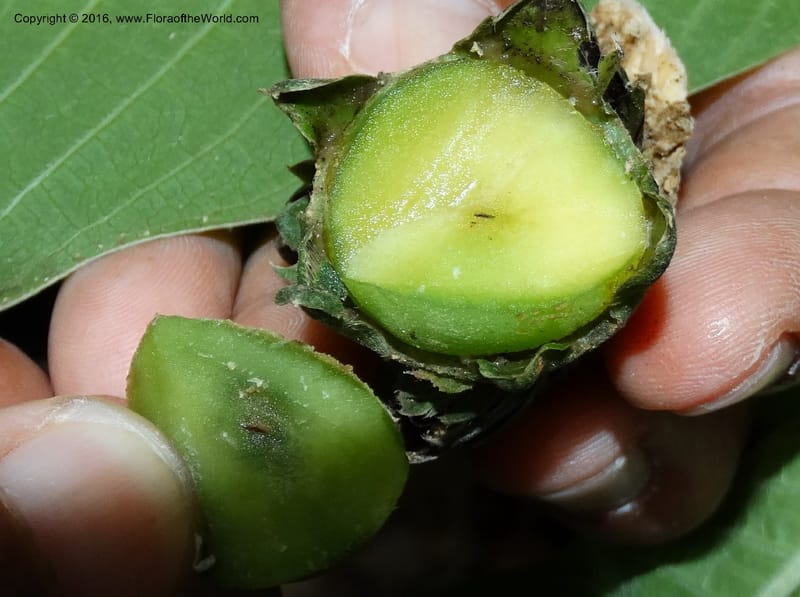Praravinia creaghii, Davidson, C 12669--Sabah. Danum Valley. 4 Oct 2014. DSC01741 (67).JPG