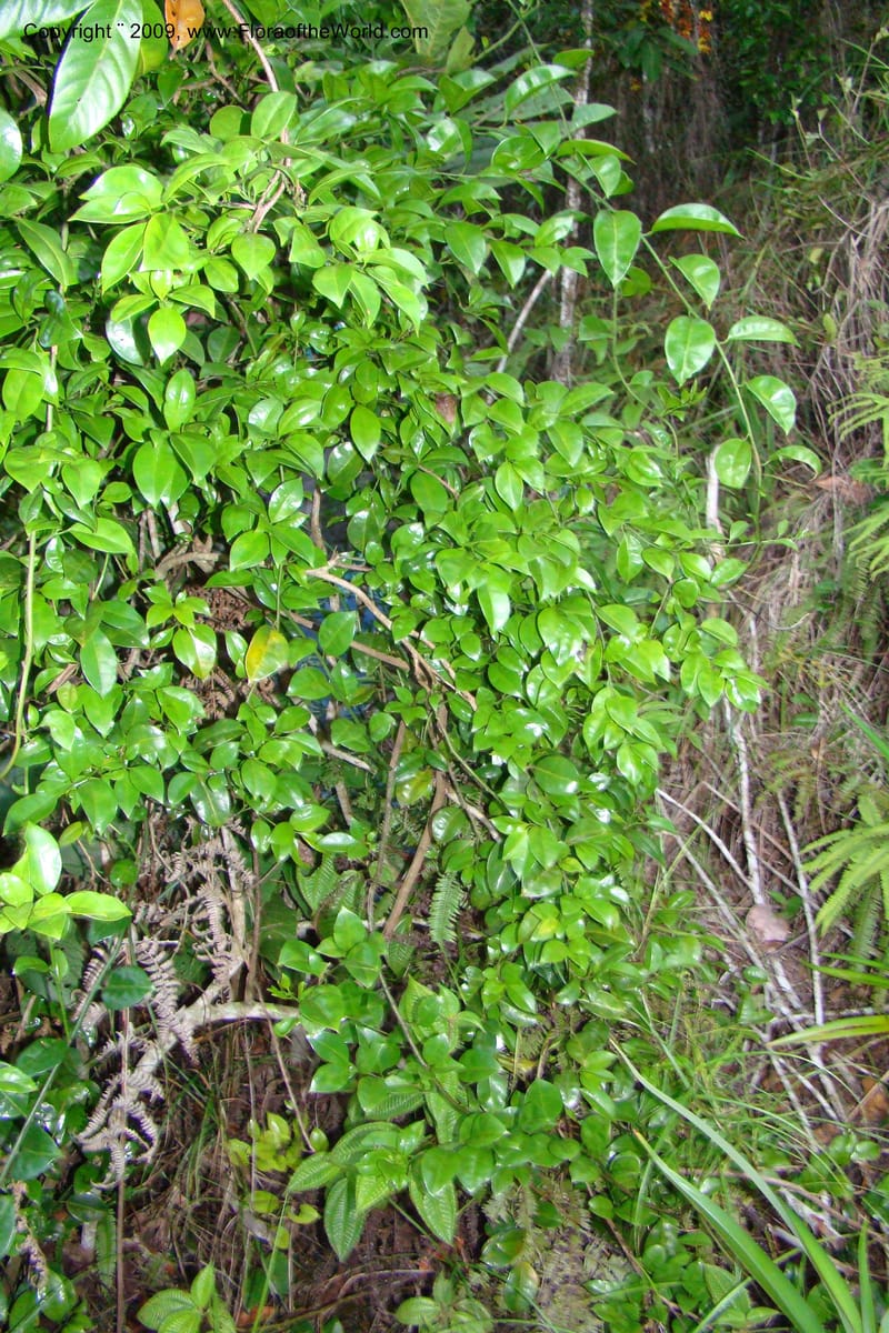 Barbeuia madagascariensis, Z. Rogers 1242--Madag. Prov. Fianar. E of Ifanadiana.15 Jan 09. 021.jpg