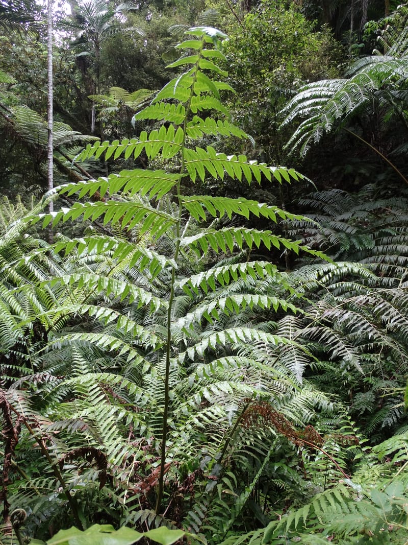 Diplaziopsis javanica, Munzinger, J 7402--New Caledonia. Haute Robinson. 11 Nov. 2015. DSC00909 (297).JPG