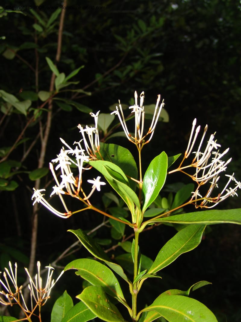 Ixora, ZRogers899--Madagascar. Prov. Toliar. Mandena Centr. Res Ecol. 19 Jan 06. 277.jpg