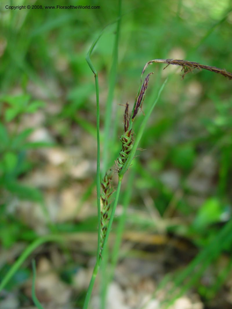 Carex--Italy. Abruzzo. Res. Torino di Sangro. 5 May 03. 117.jpg