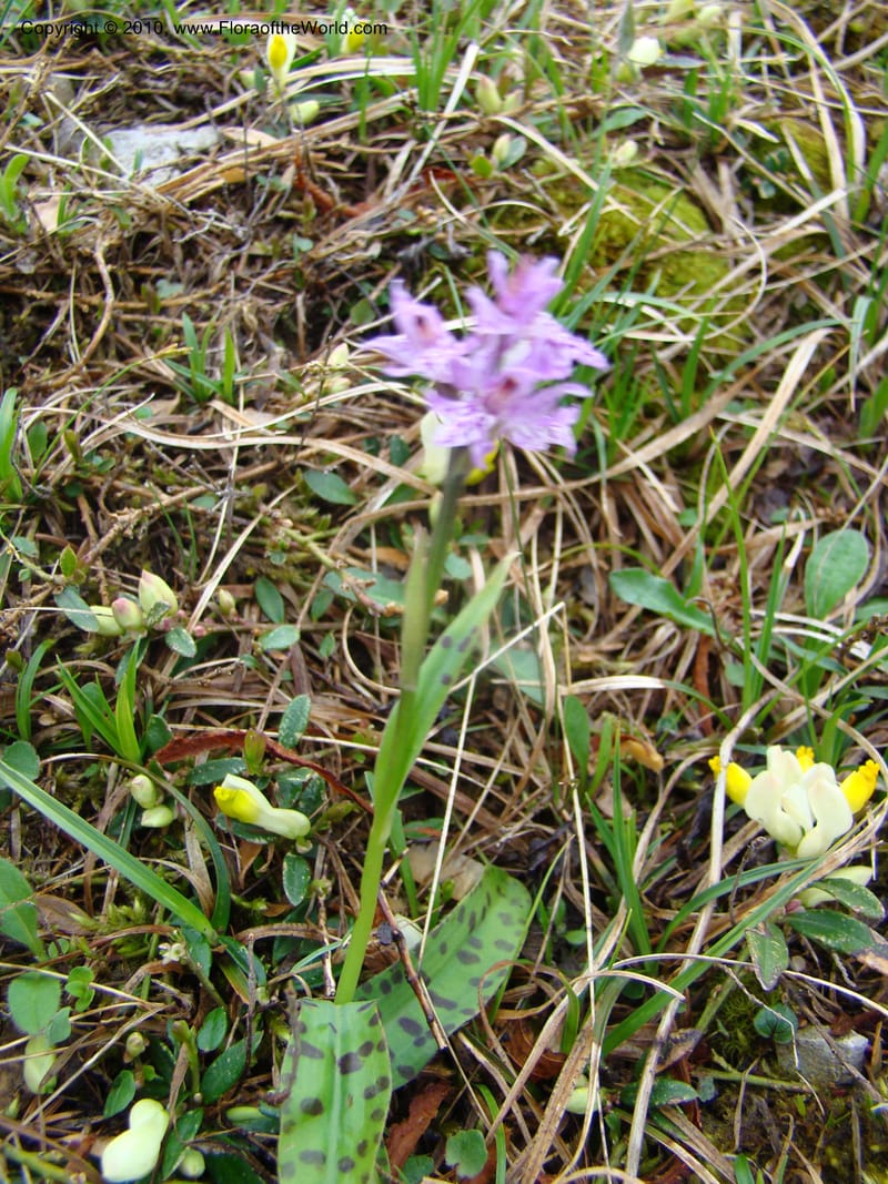 Dactylorhiza, , C. Davidson 11228--Slovenia, Stajerska Region, Menina Planina, 19 May 2008.  084 (1).jpg