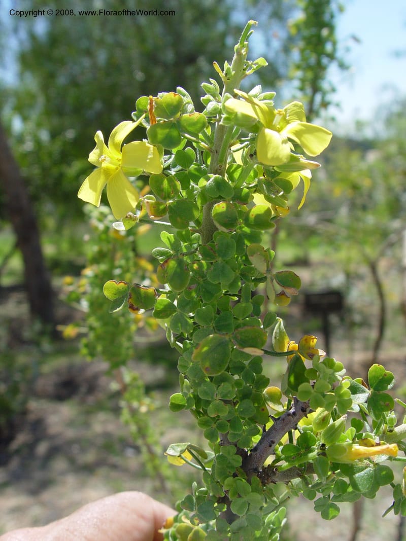 Oxalis gigantea, 1999.01047--Spain. Barcelona Botanic Garden. 21 Apr 04. 027.jpg