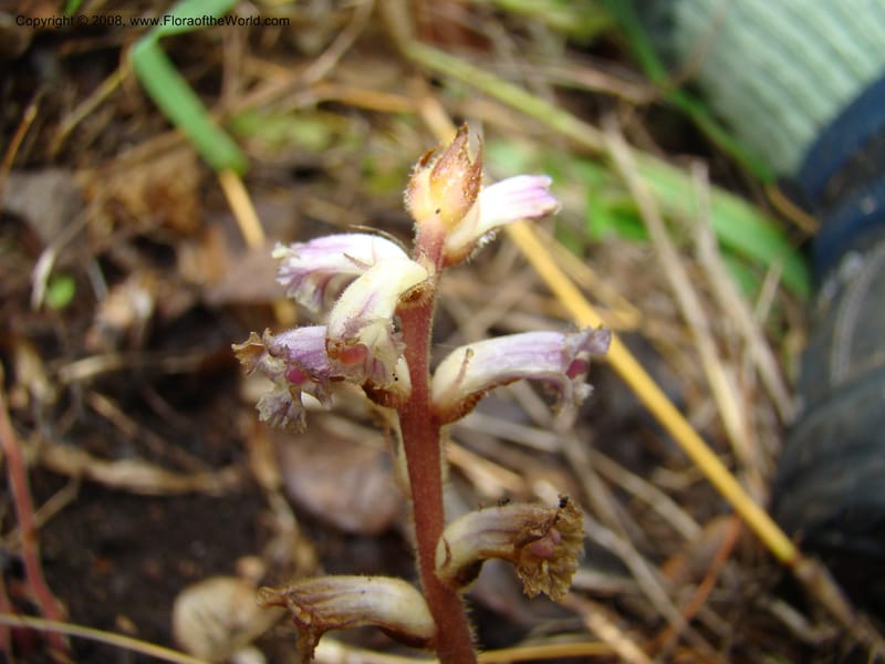 Orobanche minor, RGereau7035--Tanz. Mbeya Rural Distr. Utengule Coffee Lodge. 26 Jan 08. 221.jpg